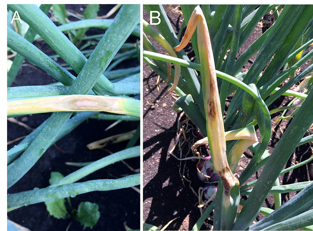 Stemphylium leaf blight (SLB) of onion